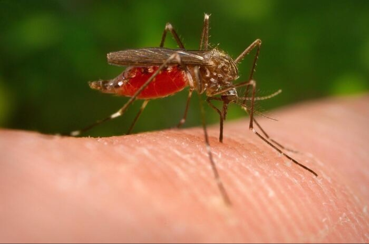Salute: allerta medici su West Nile, informare cittadini -
