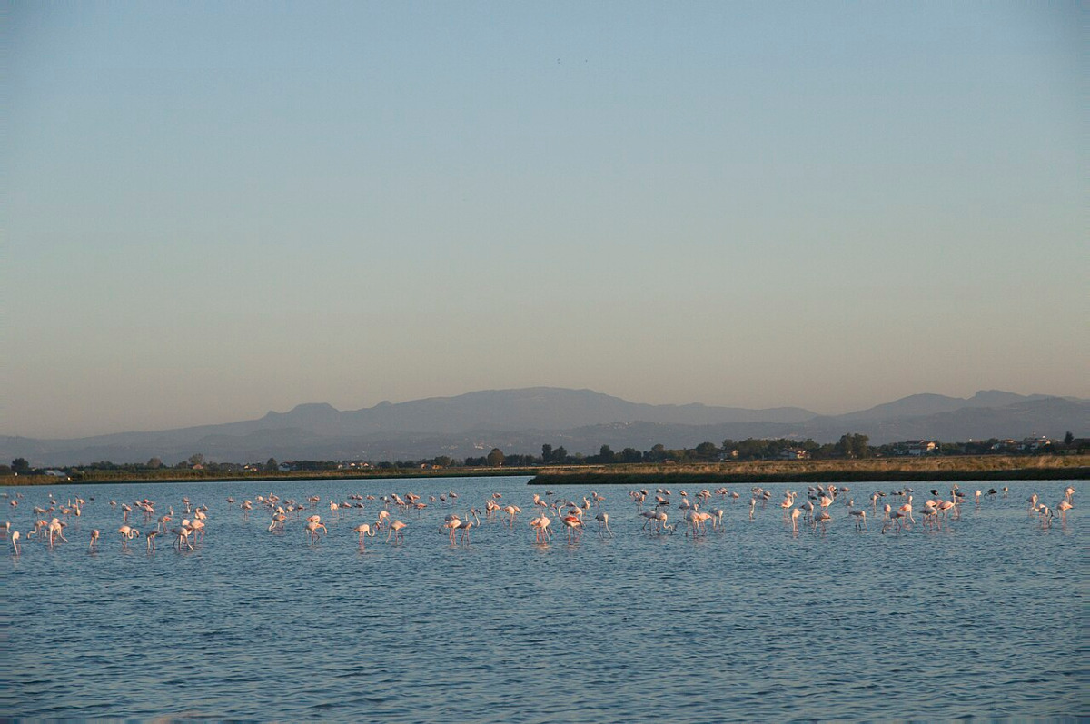 Un parco come palcoscenico migratorio: in questo luogo della Romagna, avviene qualcosa di sorprendente - Foto: Lorenzo Gaudenzi/Wikipedia