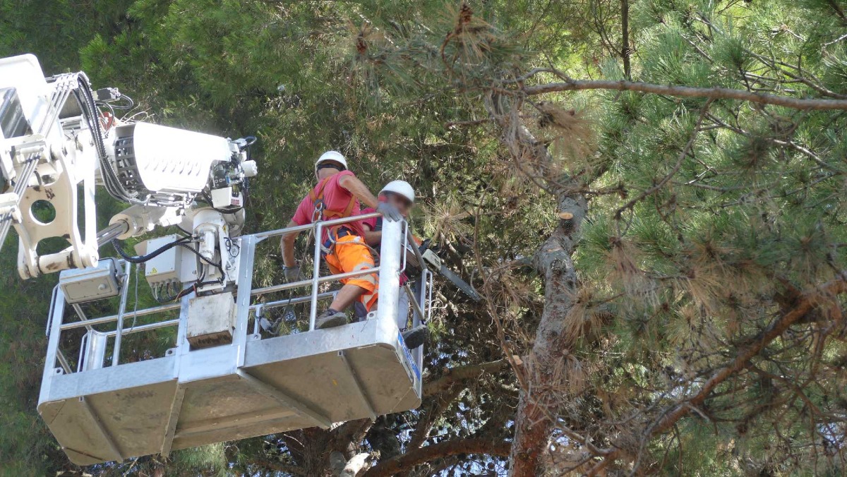 Riccione, Lipu protesta per l’abbattimento di un pino secolare: “Grave atto contro la natura e il dialogo” -