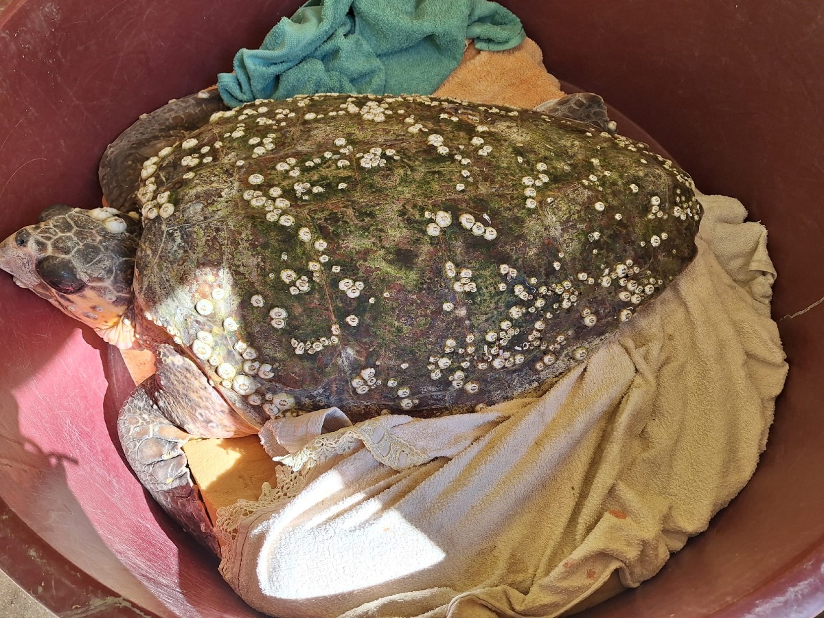 “Elly”, la tartaruga marina recuperata dalla Fondazione Cetacea, rilasciata a Riccione - Elly appena salvata