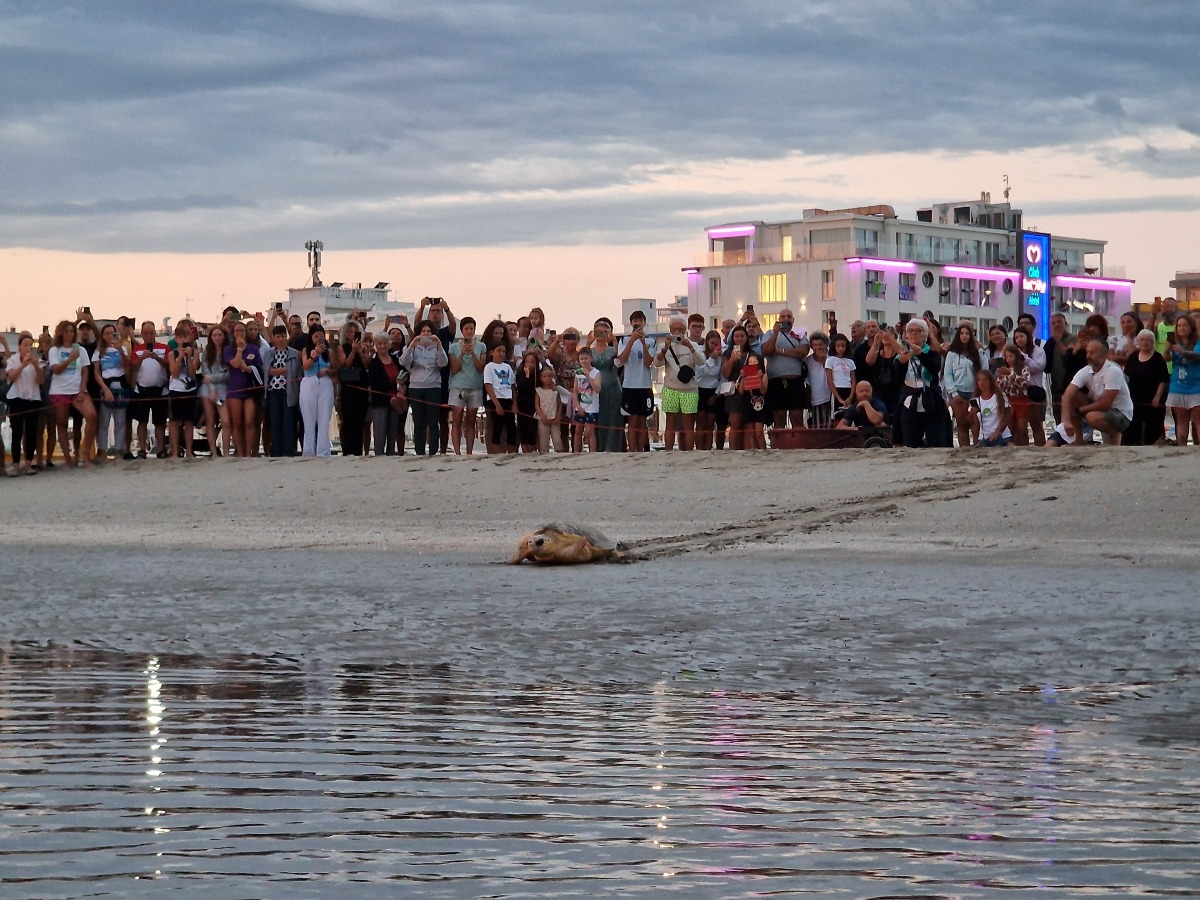 Elly torna a nuotare: la tartaruga liberata al Marano di Riccione -