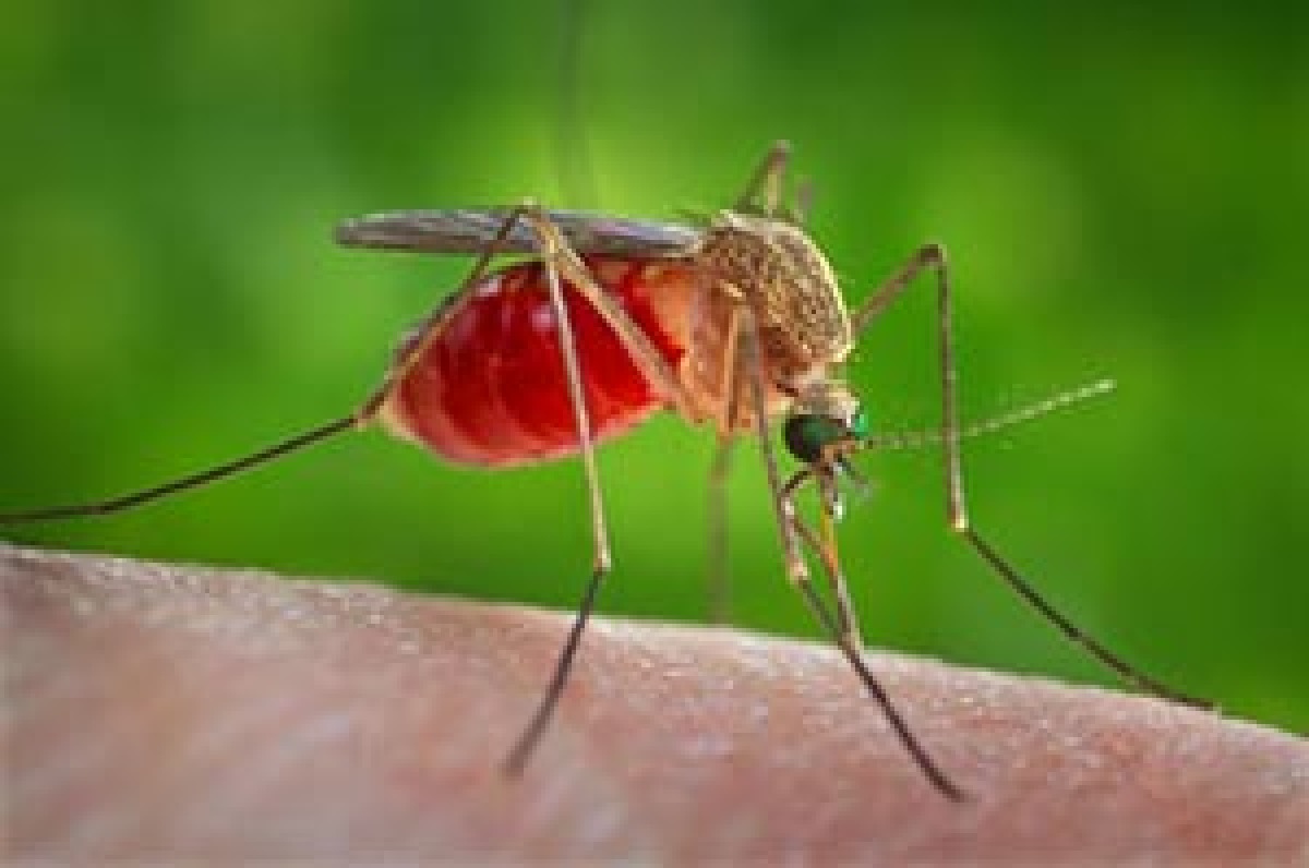 West Nile, 20 casi nel Lazio: tutti nella provincia di Latina - 