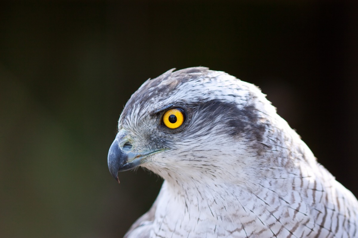 Rimini, falco addestrato per allontanare i piccioni dal mercato coperto: le dichiarazioni delle associazioni di tutela animale -