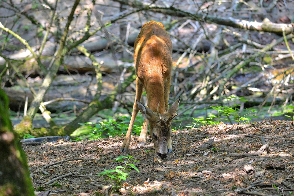 Un santuario naturale dell’Appennino bolognese: qui si trova una cascata nascosta che pochi conoscono - Foto: Chindea Ciprian Emil/Wikipedia