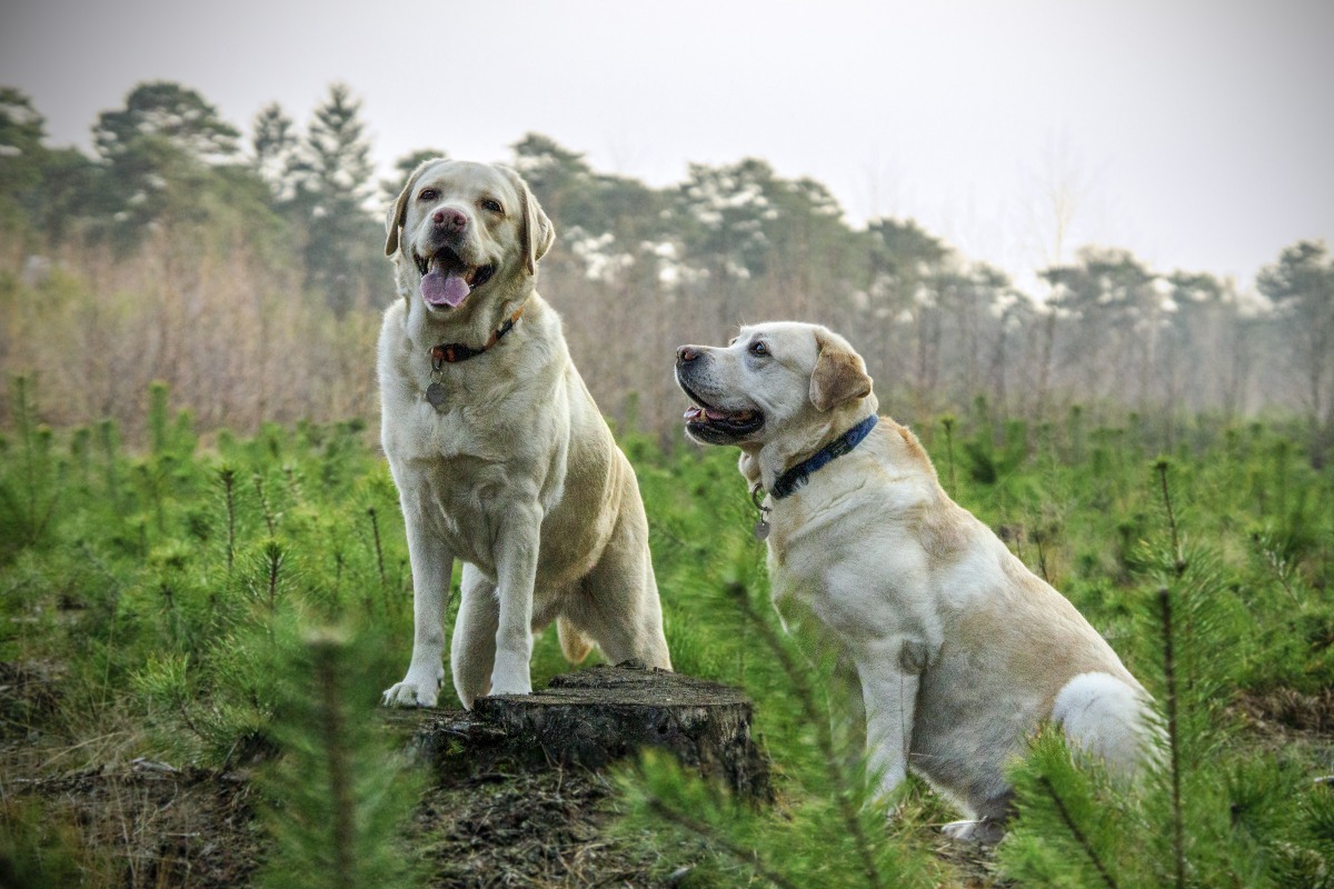 Cosa ci insegnano gli animali onnivori sulla flessibilità della natura - 