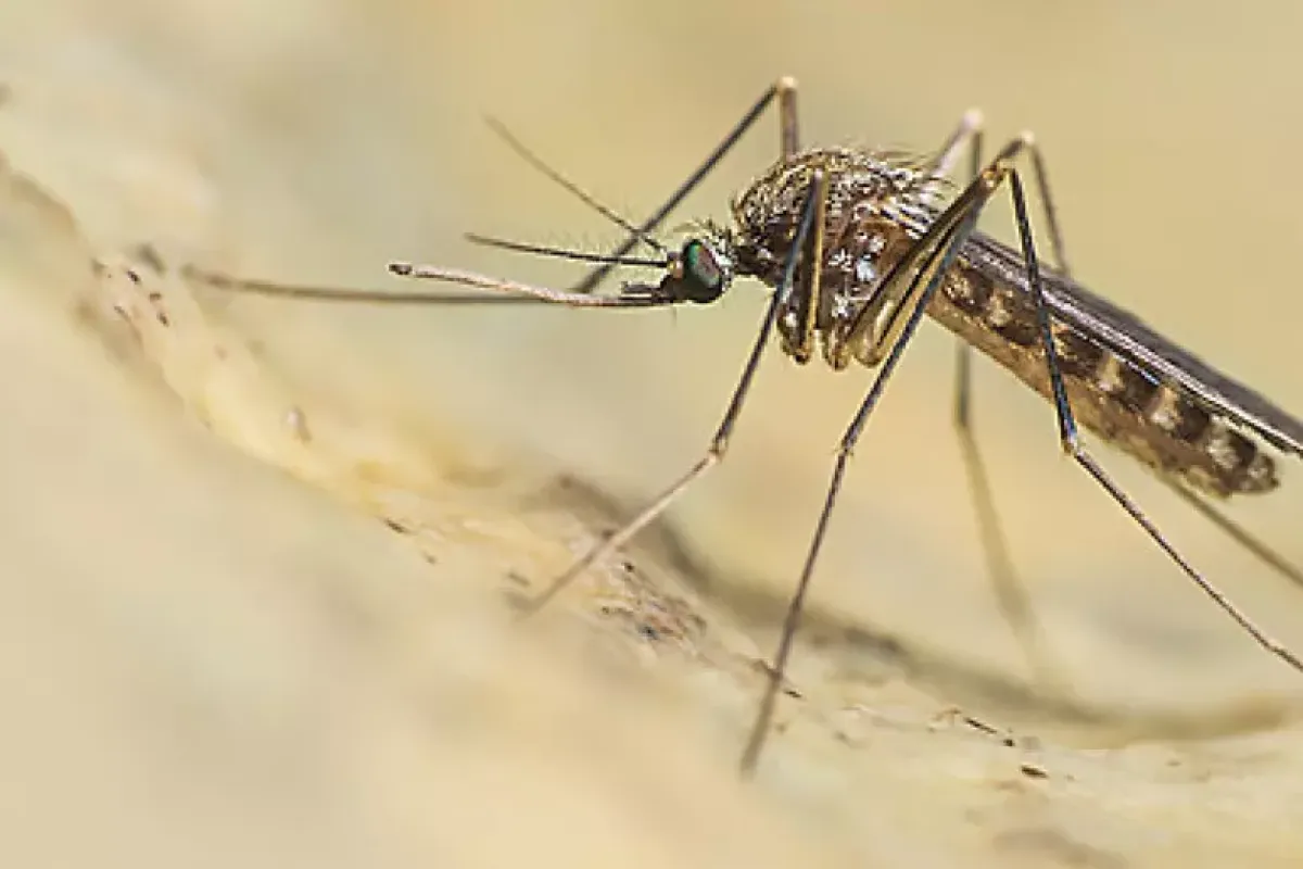 West Nile, altra vittima in Campania: morto un 74enne di Pomigliano d’Arco -