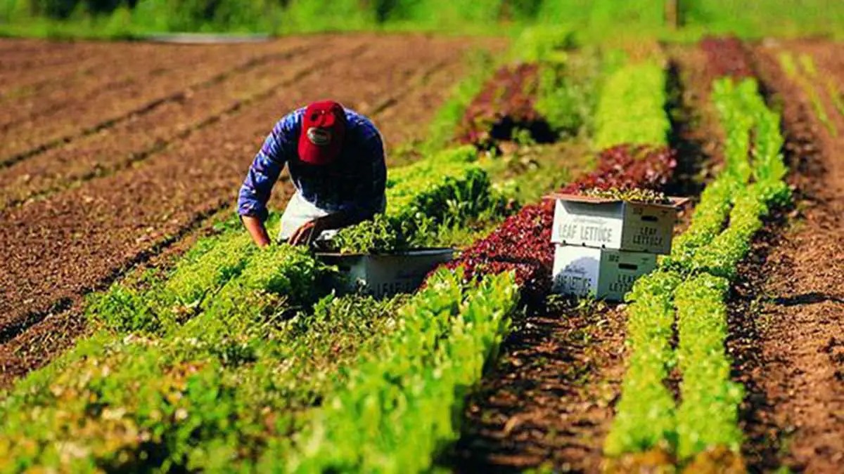 Accordo Ue-Usa sui dazi al 15%, Coldiretti Rimini: "Un passo avanti ma non basta" - 