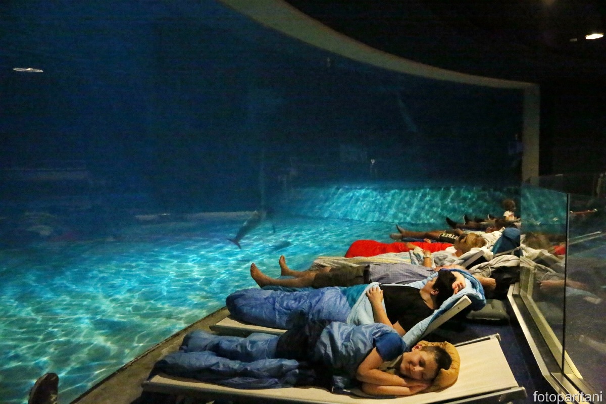 A Oltremare si dorme con i delfini: un’avventura notturna per tutta la famiglia -