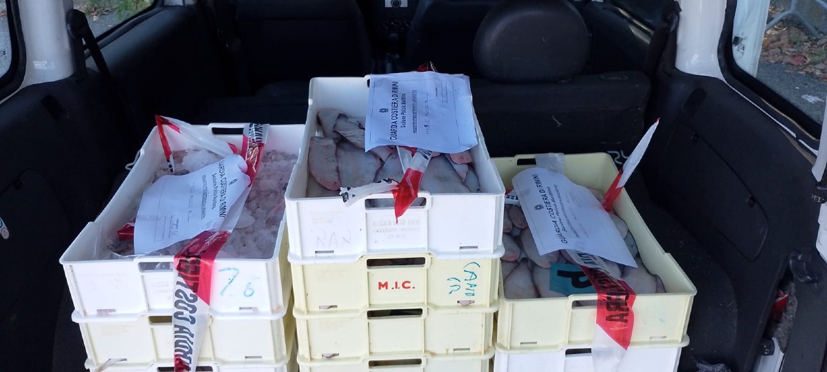 Etichette false o assenti: blitz della Guardia Costiera nelle pescherie riminesi -
