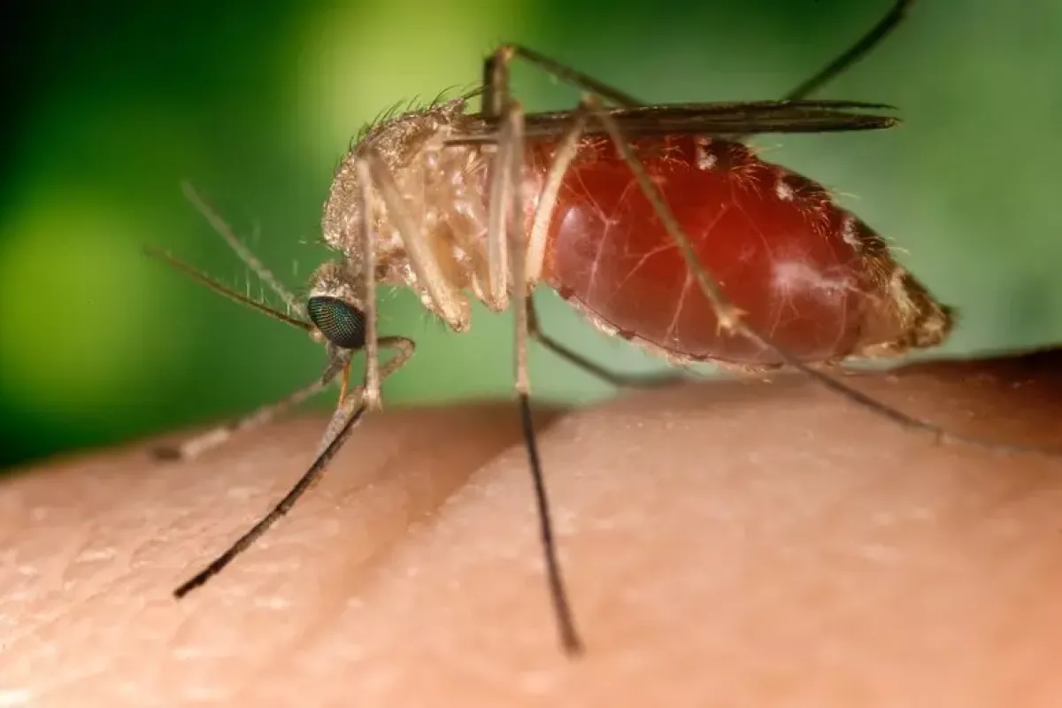 West Nile: ottava vittima in Italia, morto un 72enne a Caserta - 