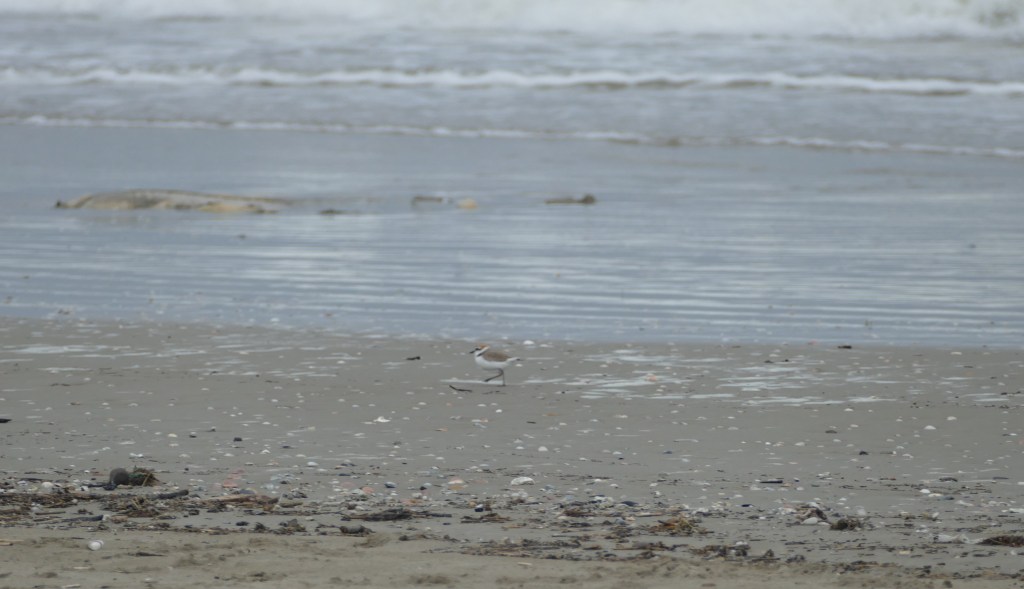 “Salviamo il Fratino”: camminata simbolica per difendere la spiaggia di Miramare - Fratino sulla riva