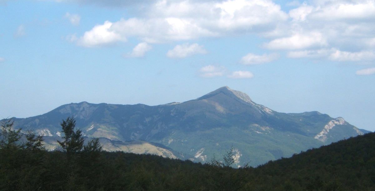 Il gigante sconosciuto dell’Appennino reggiano e la foresta di conifere secolari -