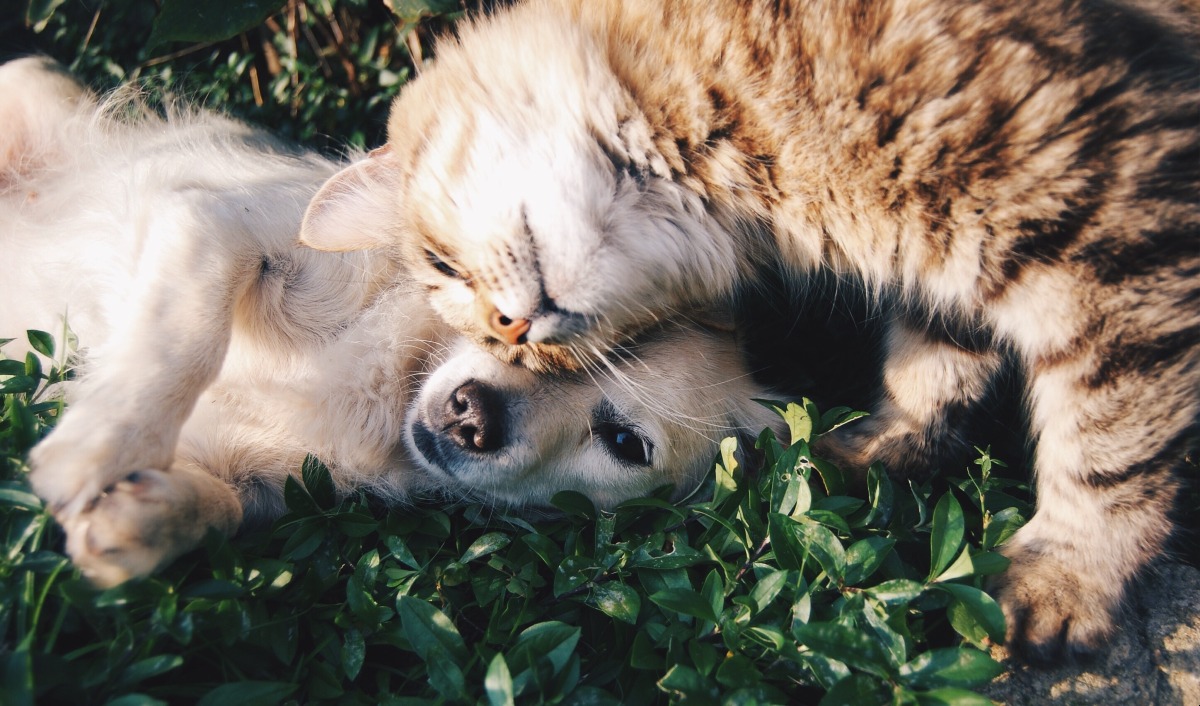 Cani e gatti ammessi nelle strutture per anziani e disabili: svolta in Emilia-Romagna - Foto PxHere
