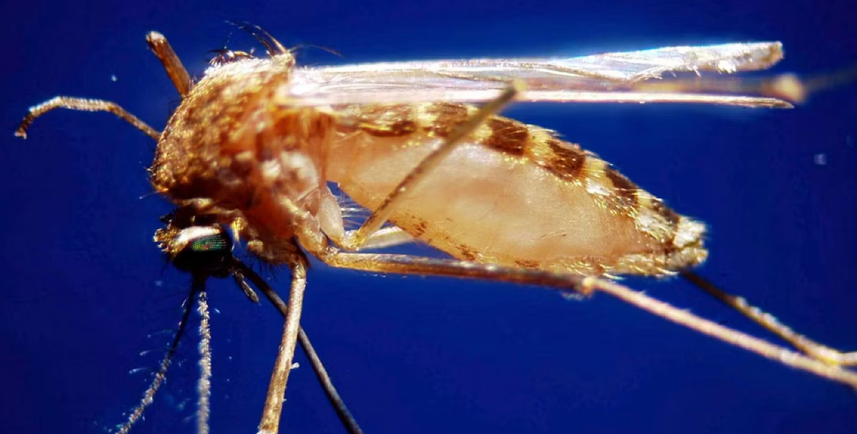 West Nile, altri due morti nel Casertano e nel Sud del Lazio - Ipa