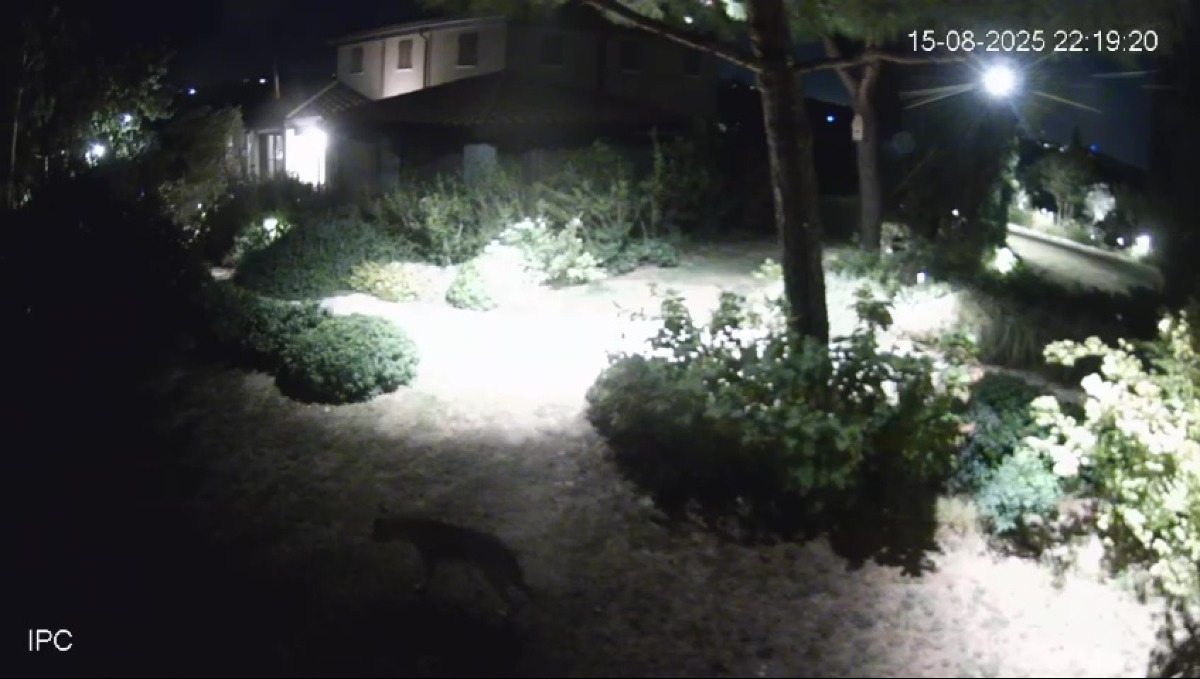 Lupo entra nel giardino di casa e sbrana un cane: dopo Vergiano, anche in via Santa Cristina - Il lupo ripreso dalle telecamere