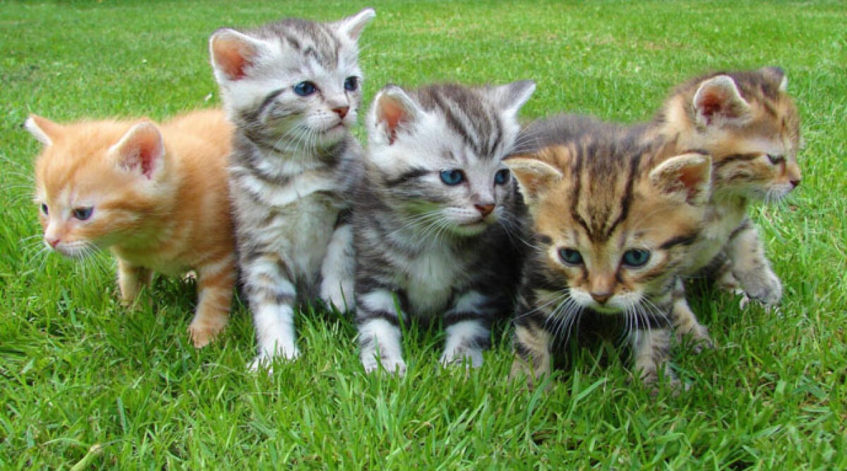 Nuovo gattile di Rimini, l'area incendiata da mano ignota è dissequestrata - In arrivo il nuovo gattile