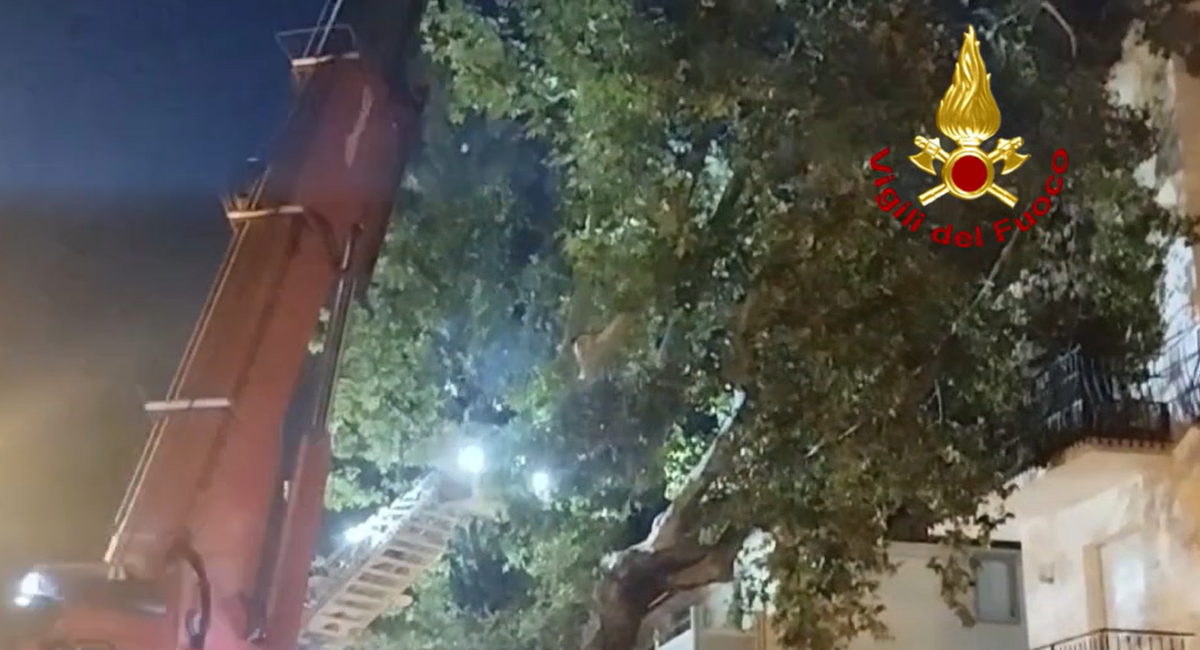 Maltempo, l'albero pericolante a Viserba fa evacuare 19 persone - L'intervento dei Vigili del Fuoco