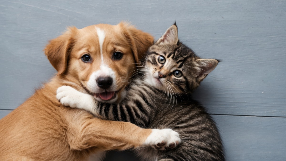 Amici a quattro zampe e pet therapy: a Serravalle arriva l'appuntamento tutto dedicato agli animali -