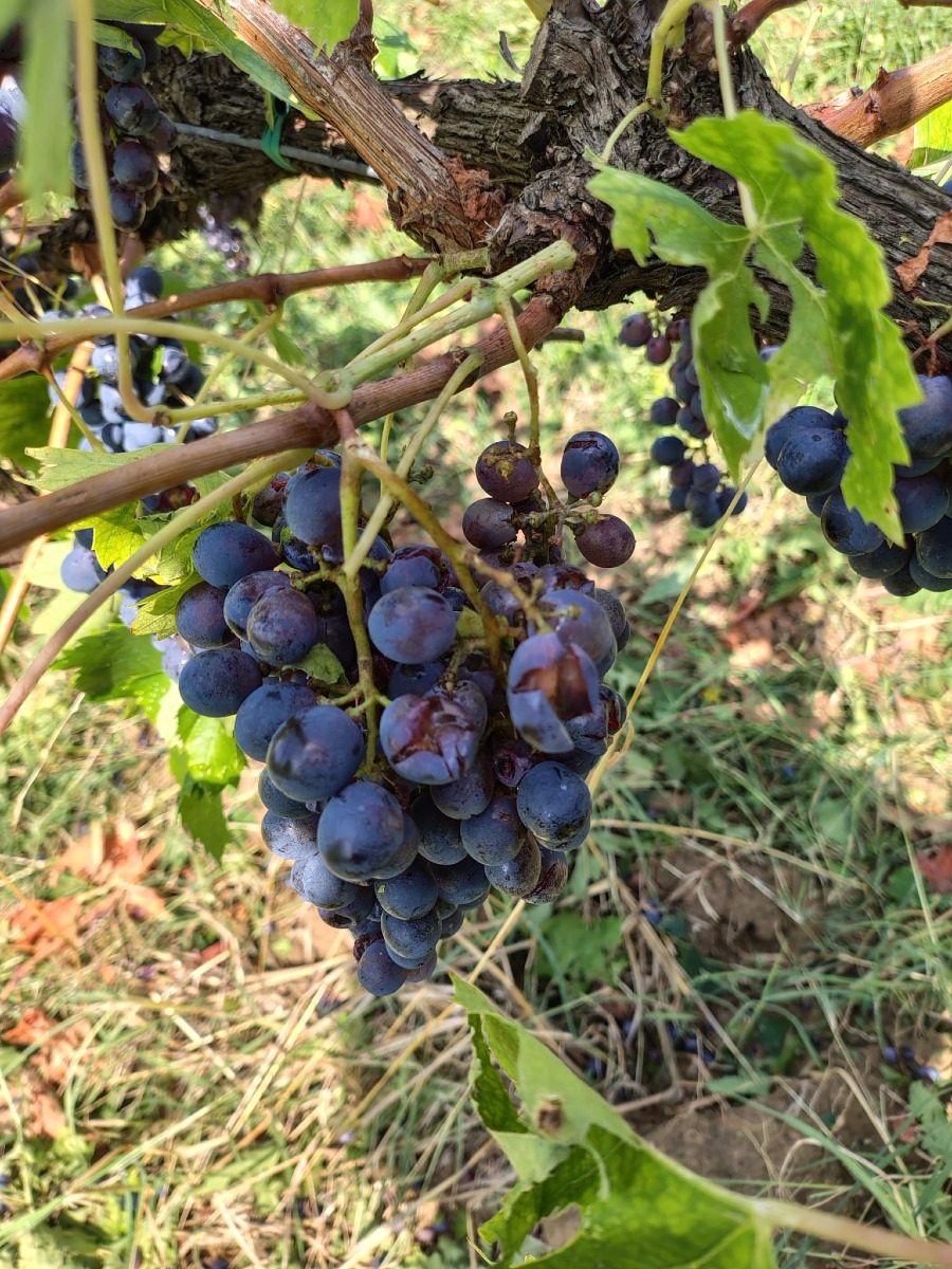 Agosto da dimenticare per l’agricoltura riminese: vento e grandine colpiscono ancora -