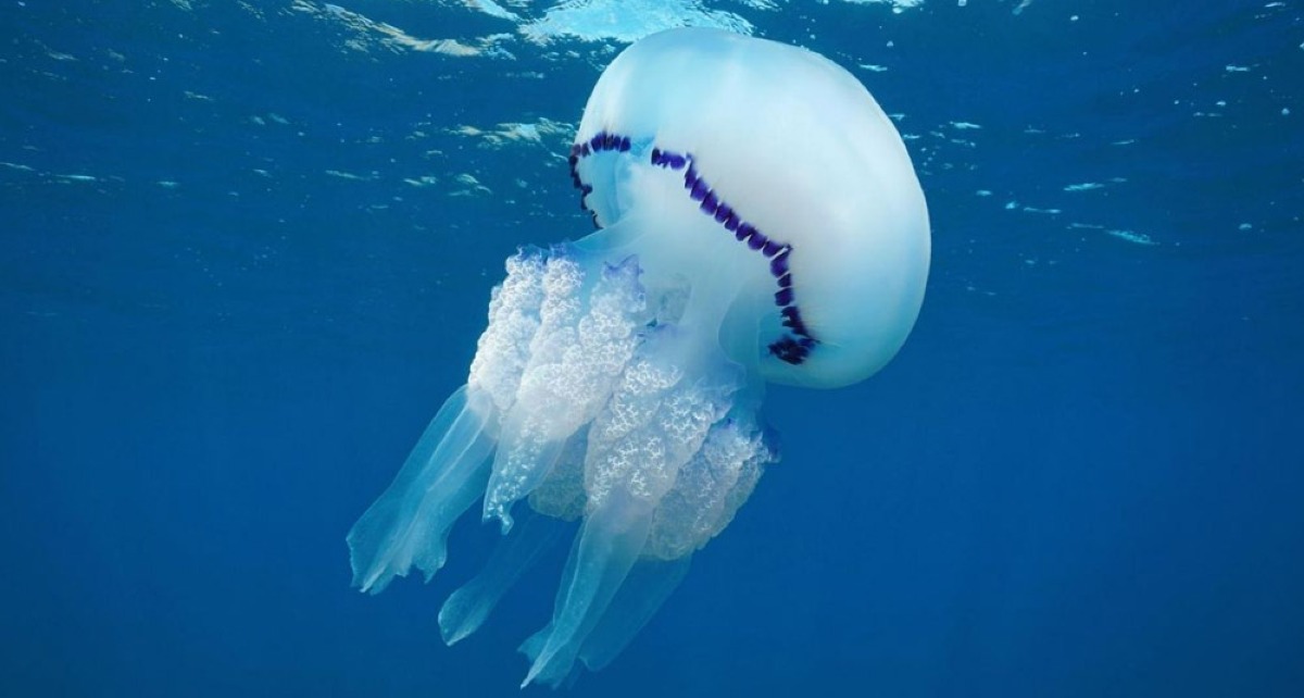 Rimini, pescatori alle prese con l'emergenza meduse: "Distruggono le reti". La Regione interviene - Medusa PH Repertorio