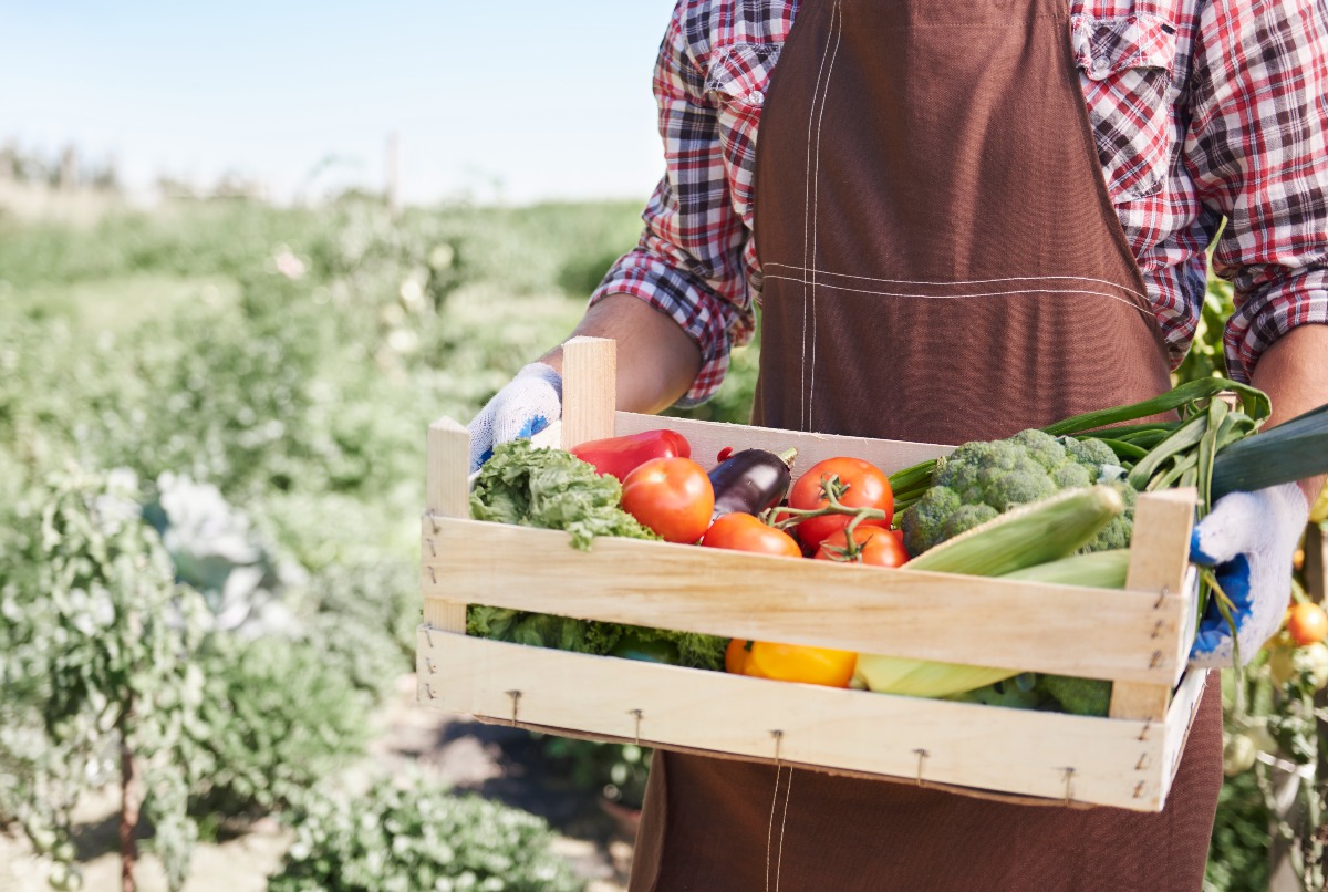 Innovazione e sperimentazione per l’agroalimentare riminese: la Regione finanzia progetti pilota - Foto di repertorio