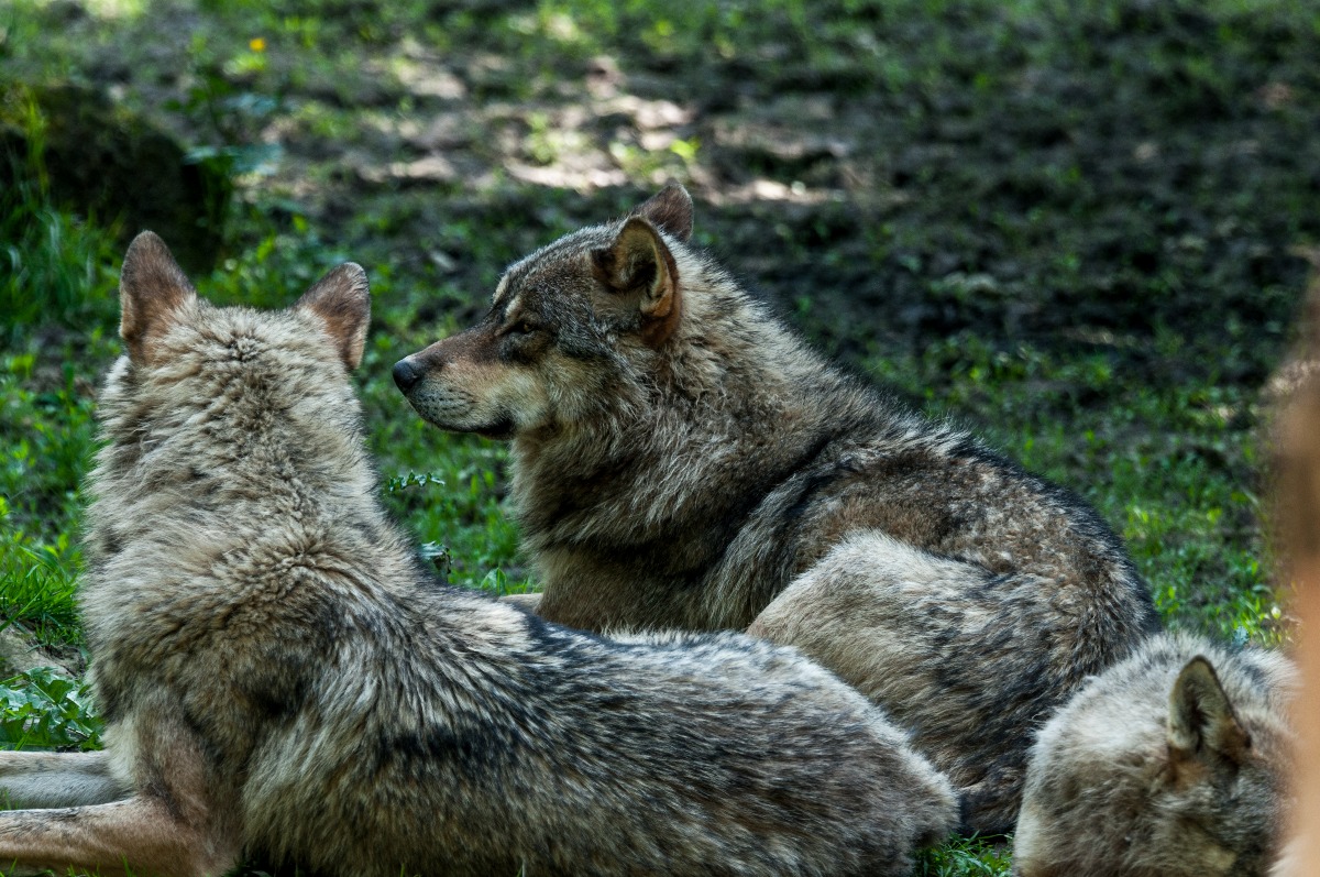 Lupi nei giardini di Vergiano: quattro cani sbranati in un mese -