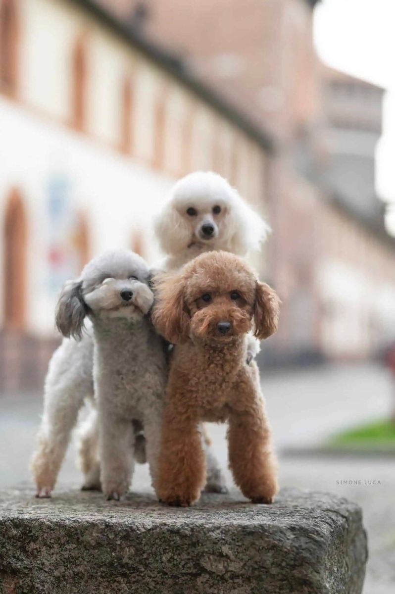 Differenze tra Barboncino Toy, Nano e Mini Toy: quale fa per te? -