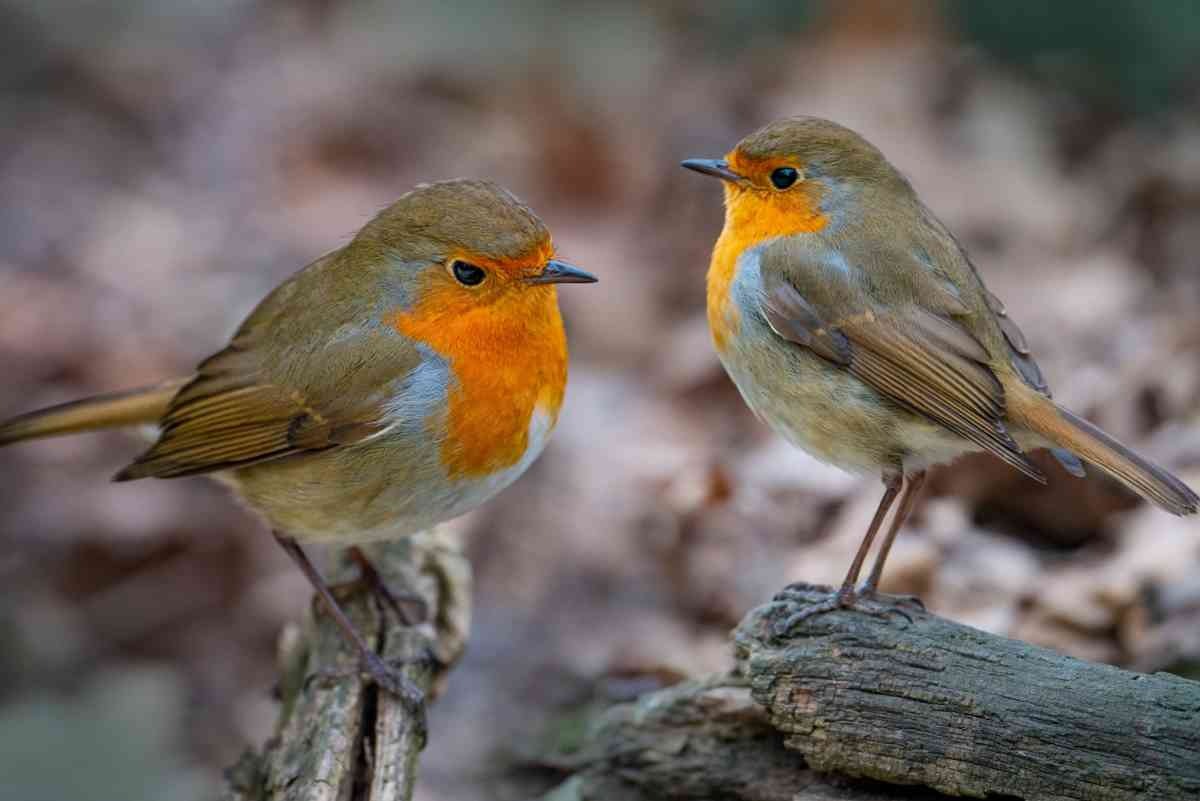 Lipu e associazioni riminesi: "Difendiamo le regole europee per la tutela della natura". L'appello ai cittadini -