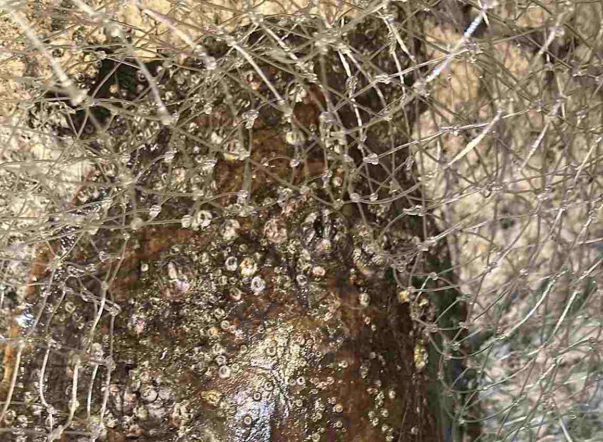 Rimini, pescatore mette in salvo una tartaruga in difficoltà al Rockisland - 
