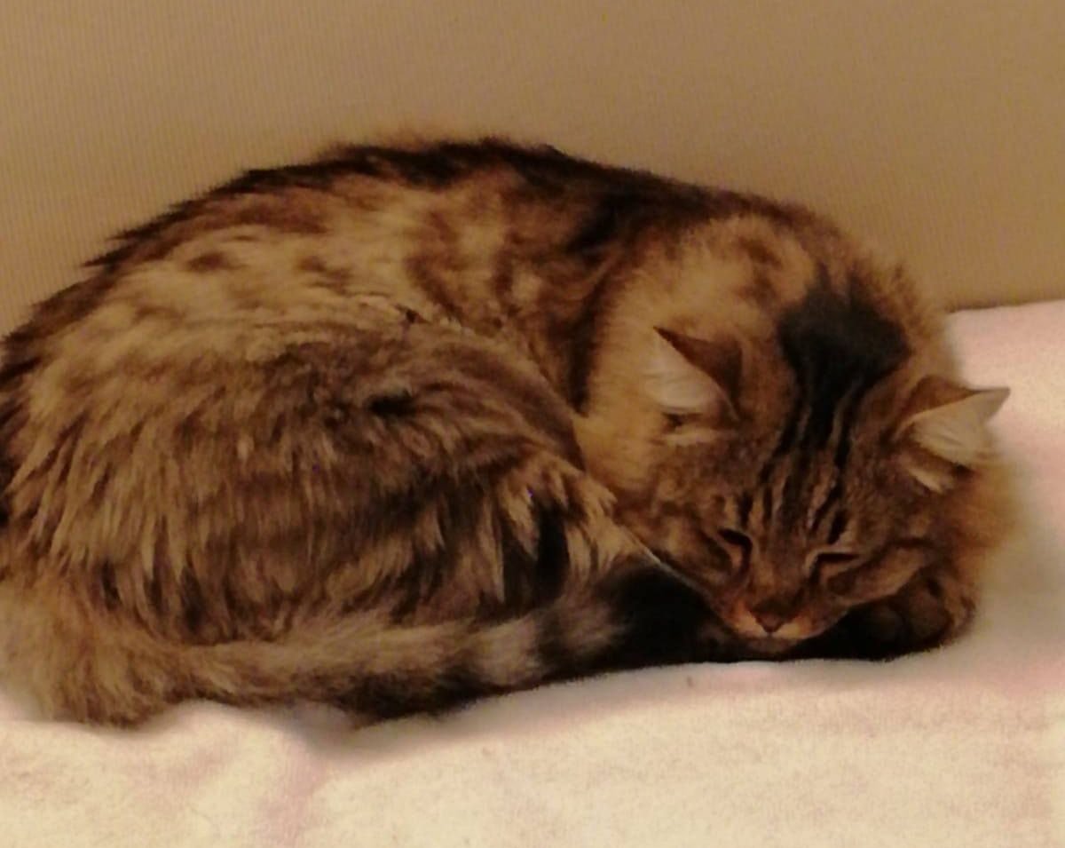 Romeo torna a casa: ritrovato il gatto smarrito all’Autogrill Rubicone - 