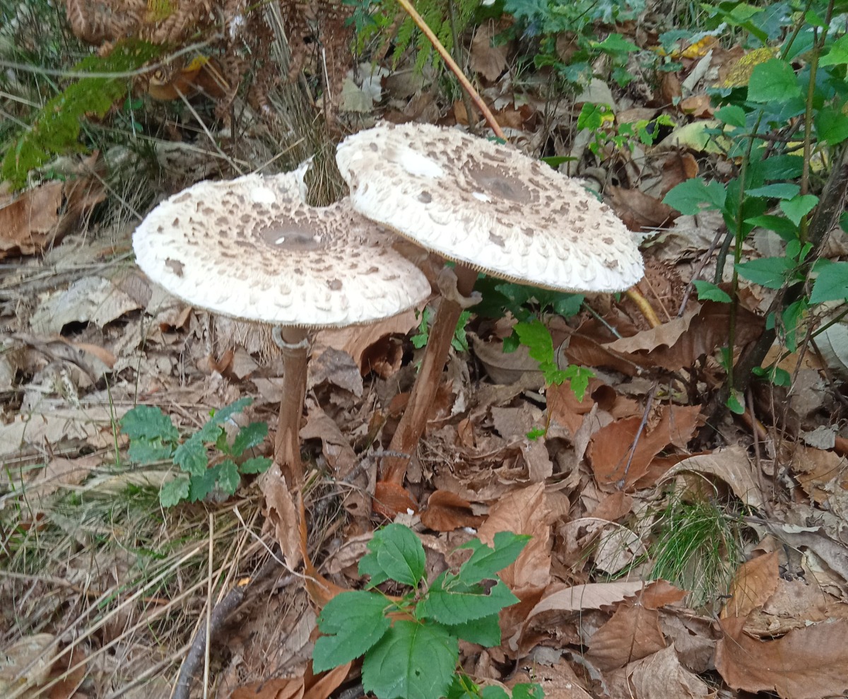 Inizia la stagione dei funghi: gli Sportelli Micologici dell’AUSL Romagna intensificano i controlli -