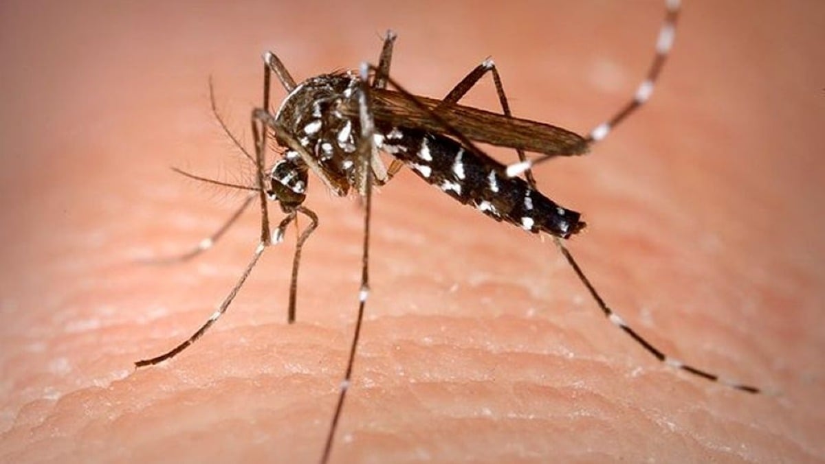 Rimini, prevenzione del virus West Nile: trattamenti straordinari per eventi e manifestazioni -