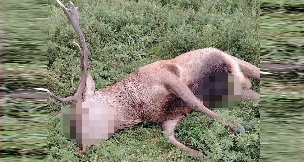 Bracconaggio in Alta Valmarecchia: ucciso un esemplare di cervo nei boschi di Sant’Agata Feltria - 