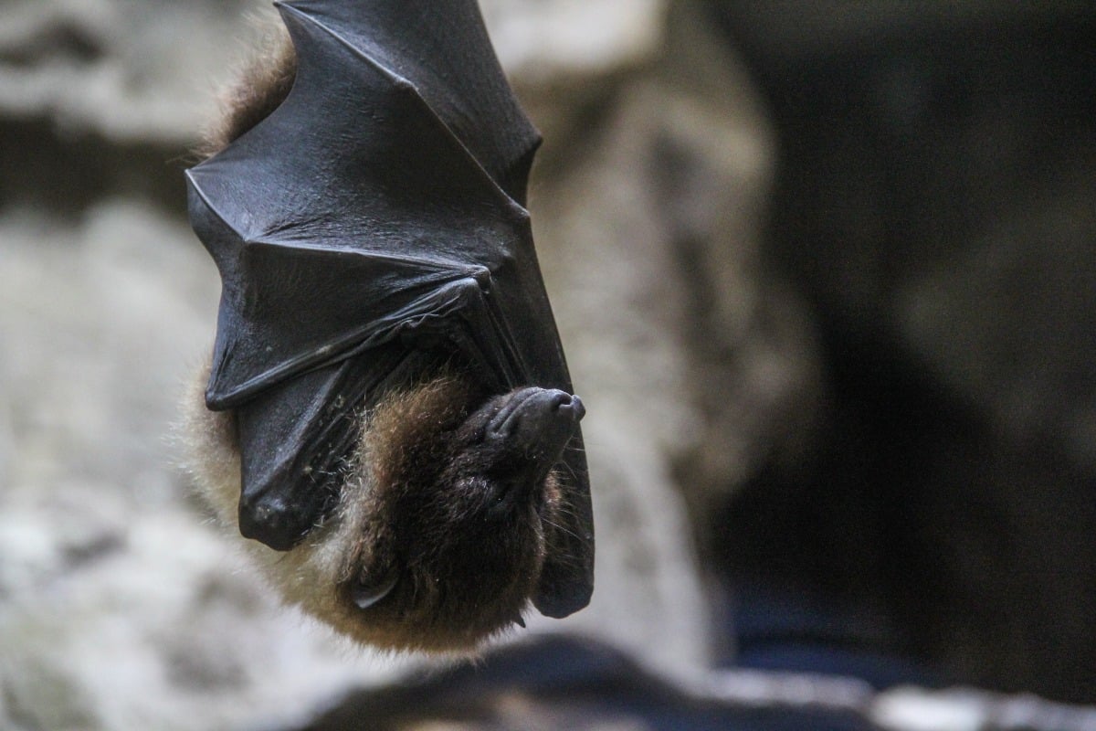 Pipistrelli intrappolati al liceo musicale di Rimini, scatta l’allarme - Rpertorio
