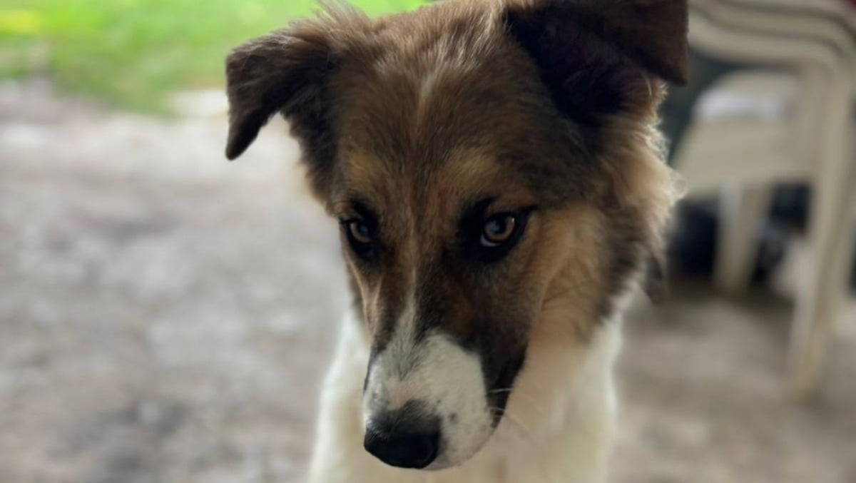 Rimini, il canile apre le sue porte: c'è anche il mercatino solidale - La cagnolina Zoe