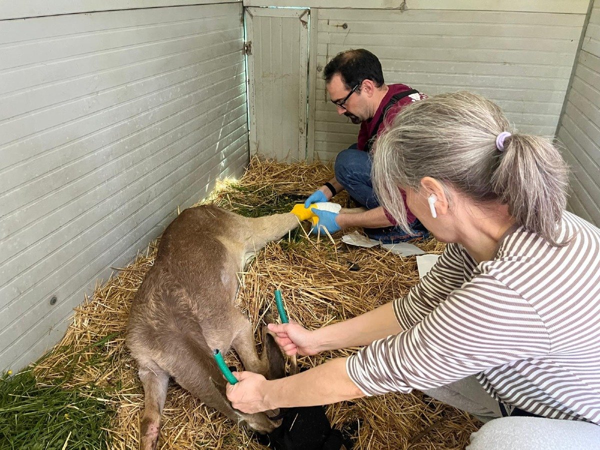 Rimini, Centro Recupero Animali Selvatici: 4700 casi di recupero e soccorso nei primi nove mesi dell'anno - 