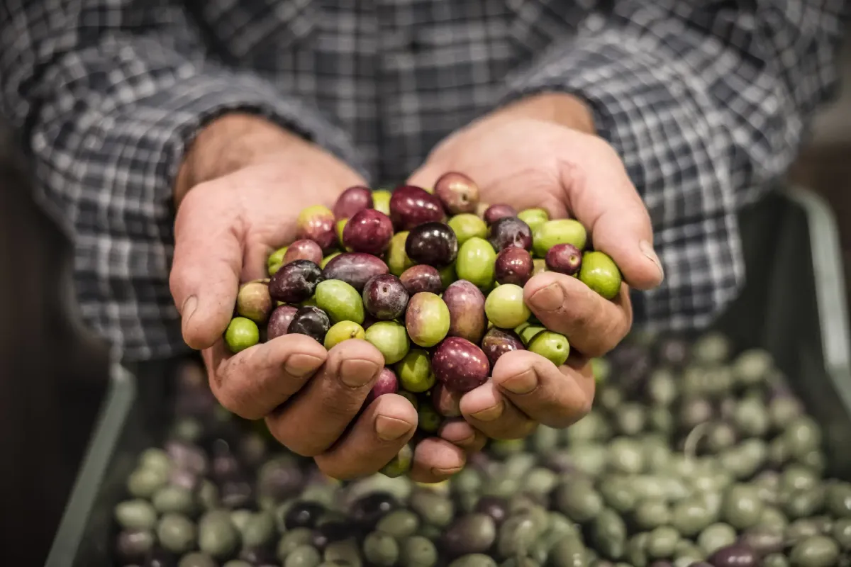 Rimini: raccolto olive in crisi. La "mosca" minaccia la produzione  - 