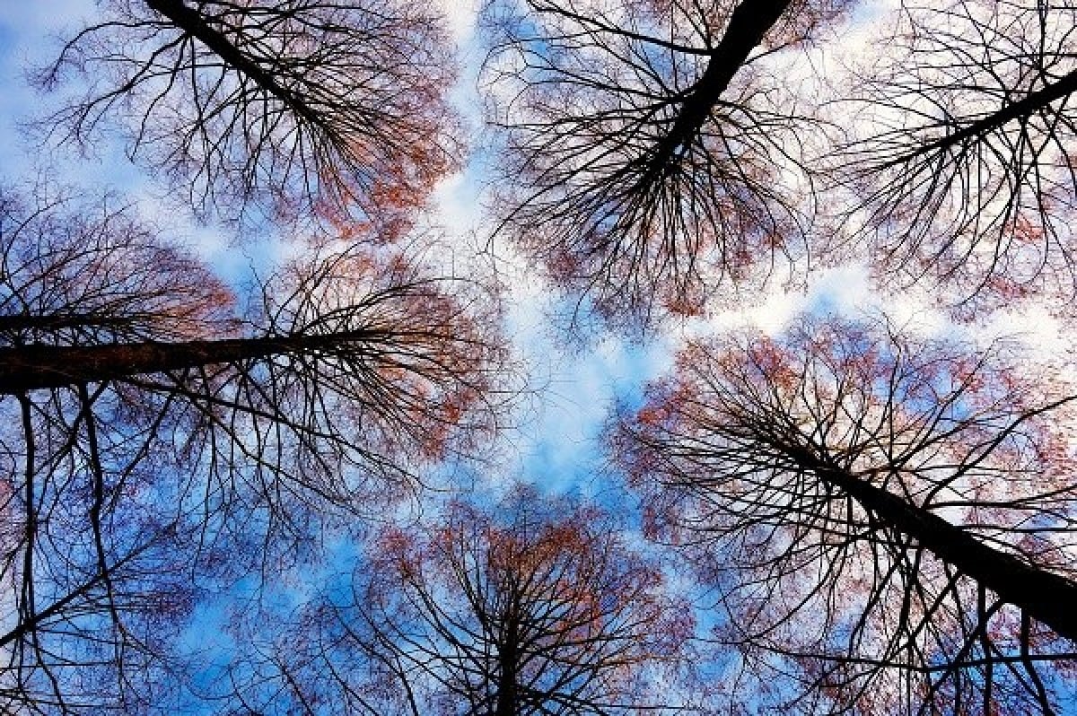 Rimini partecipa alla distribuzione gratuita di alberi e arbusti - 