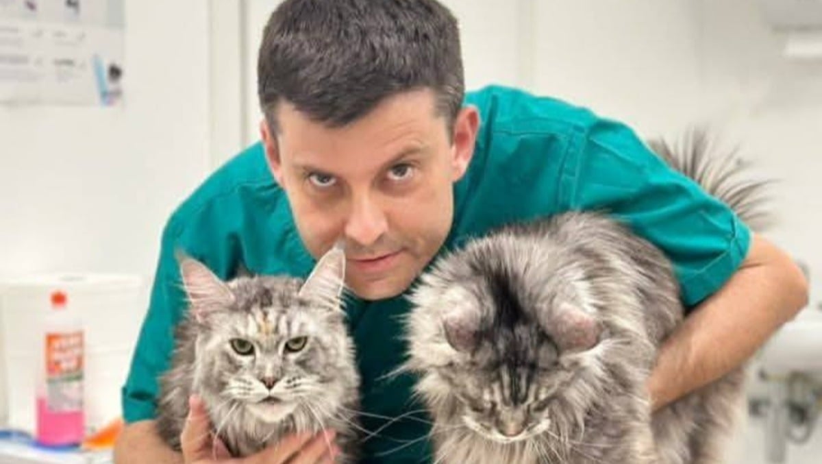 Microchip per i gatti, "non è obbligatorio ma fatelo". L'appello del veterinario - Il veterinario Giuseppe Montanari