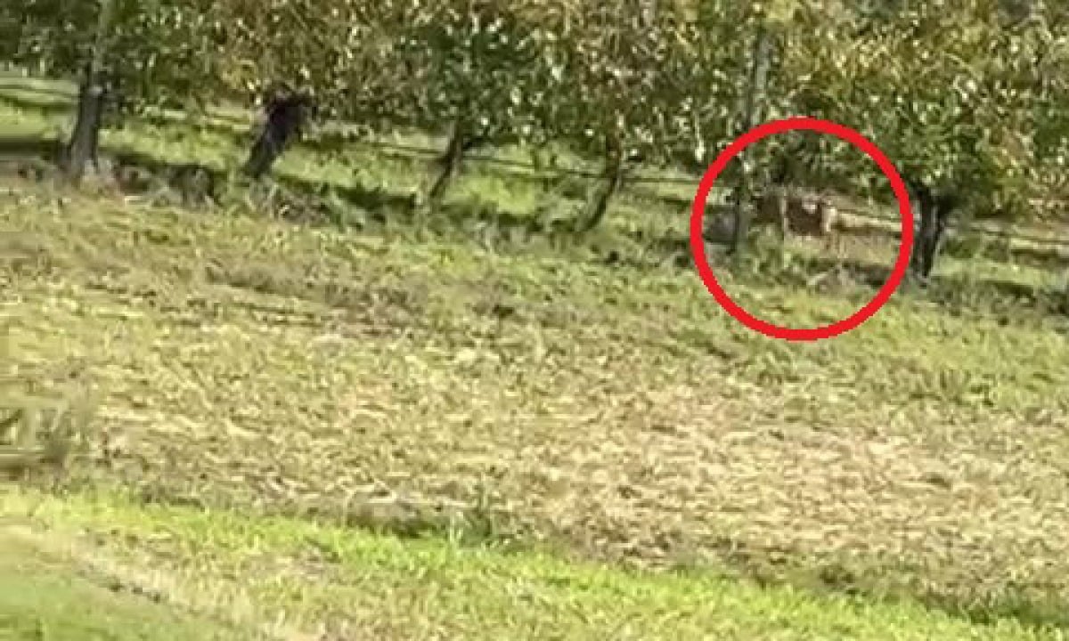 Nuovi avvistamenti di lupi in zona Santa Cristina, i residenti: "Siamo circondati" -