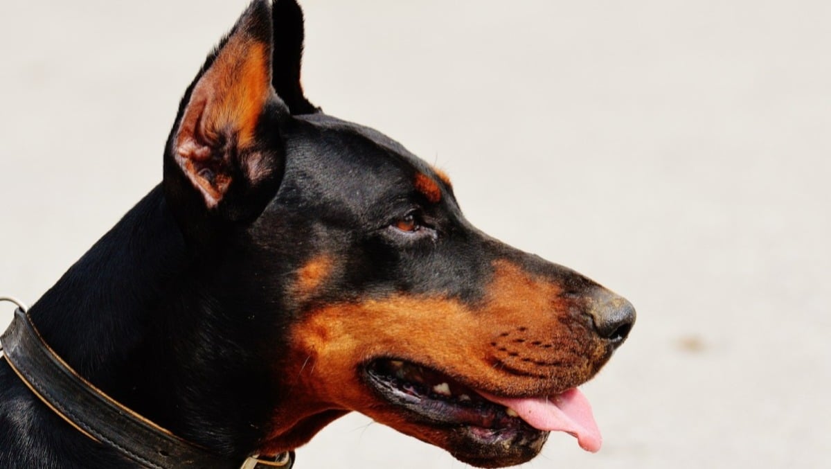 Cane trovato denutrito nel bagagliaio dell'auto, il padrone a processo per maltrattamenti - Dobermann (foto di repertorio)