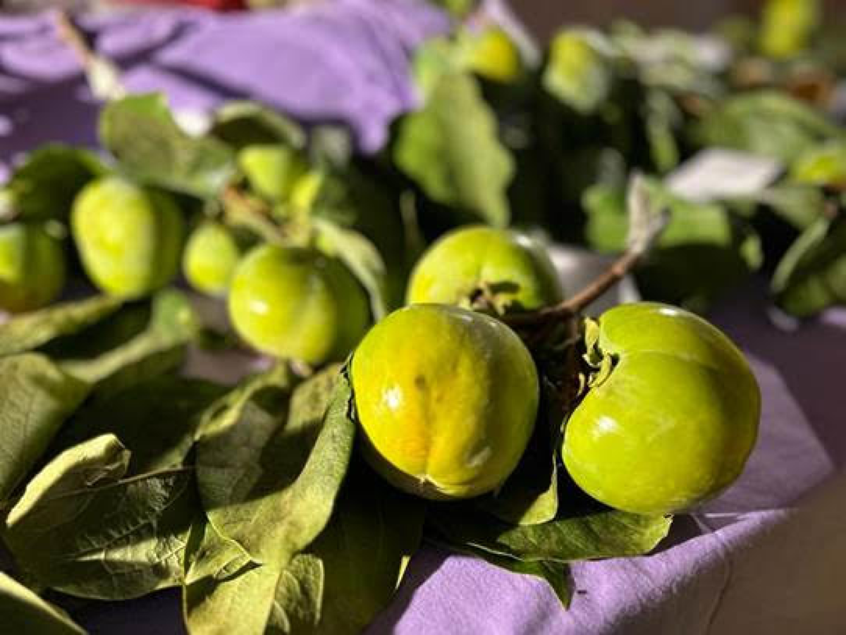Festa degli Antichi Frutti d’Italia a Pennabilli: un’edizione ricca di emozioni -