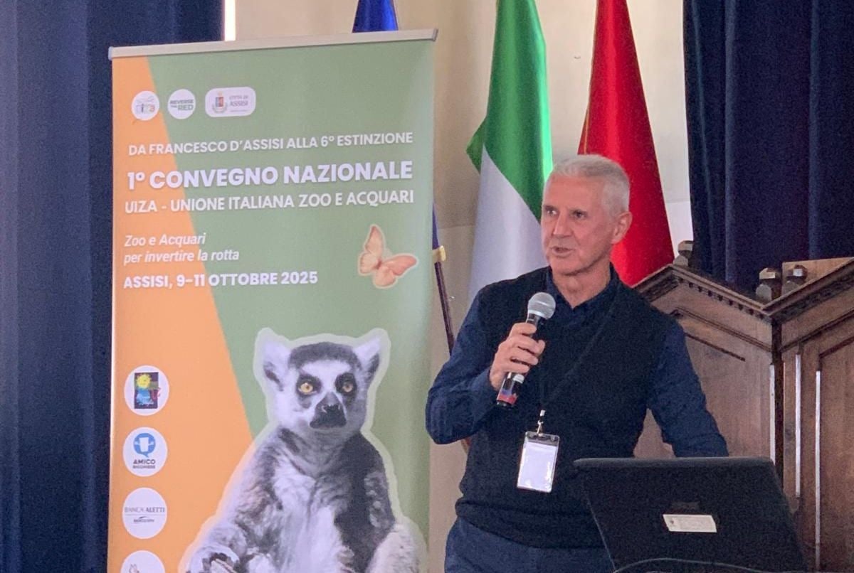 Fossile vivente in ripresa: il ritorno dello storione dell’Adriatico -