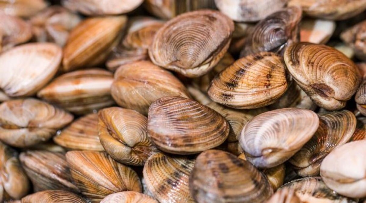 Vittoria a Bruxelles per le marinerie romagnole: confermata pesca sotto soglia delle vongole - Vongole REPERTORIO