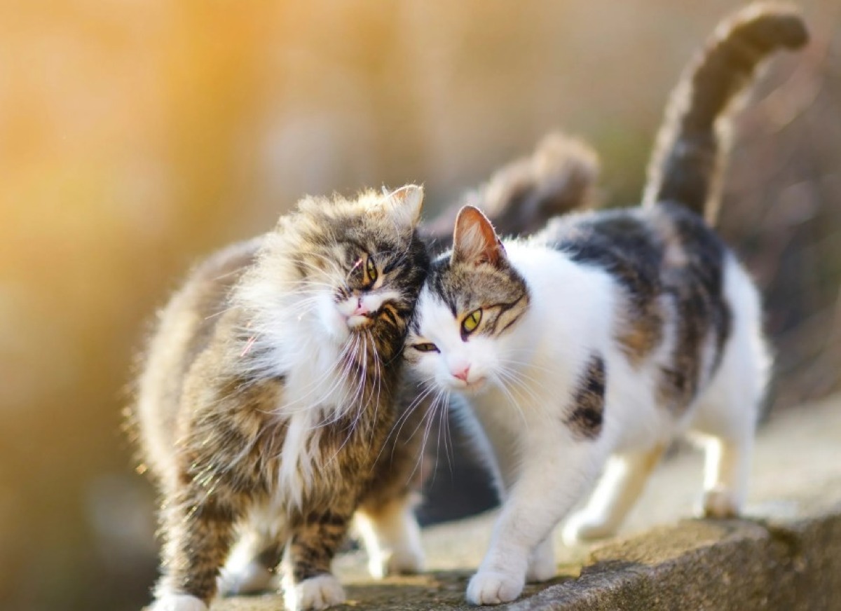 Nuove aree e servizi potenziati per i gatti del canile di Riccione -