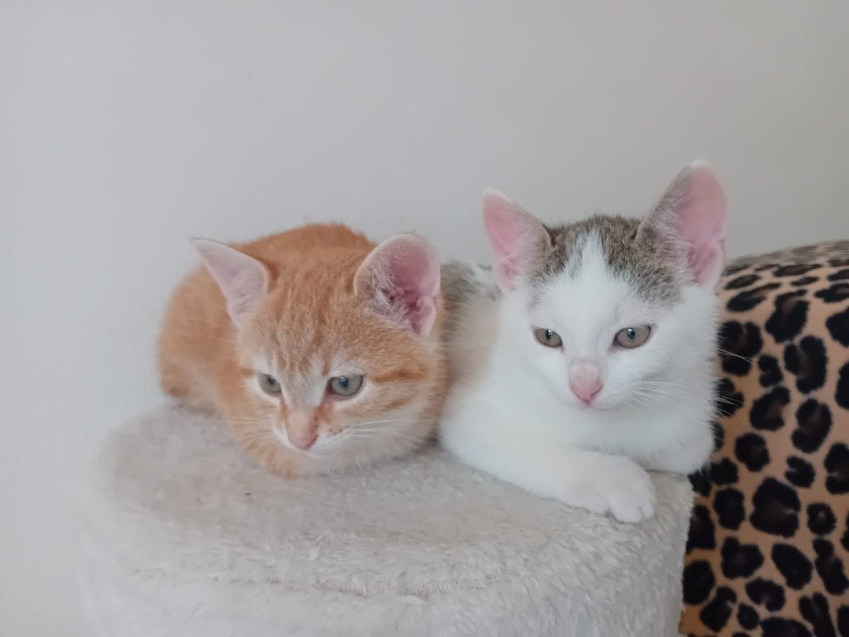 San Leo, famiglia di gatti abbandonati in strada. Lo sdegno: "Atto vile" - I gattini Cody e Rudy