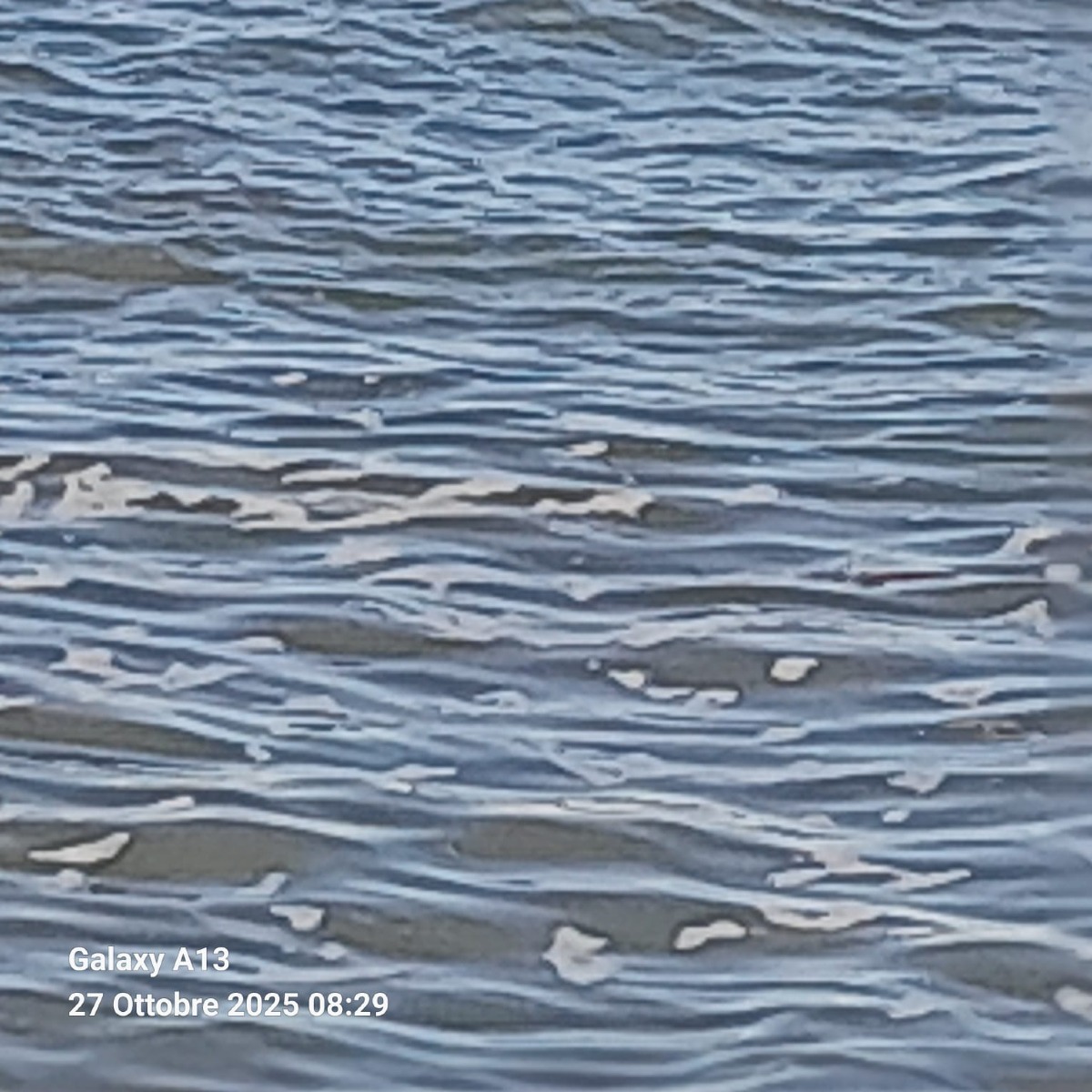 Rivabella di Rimini: Acqua torbida e pesci morti alla foce del Marecchia -