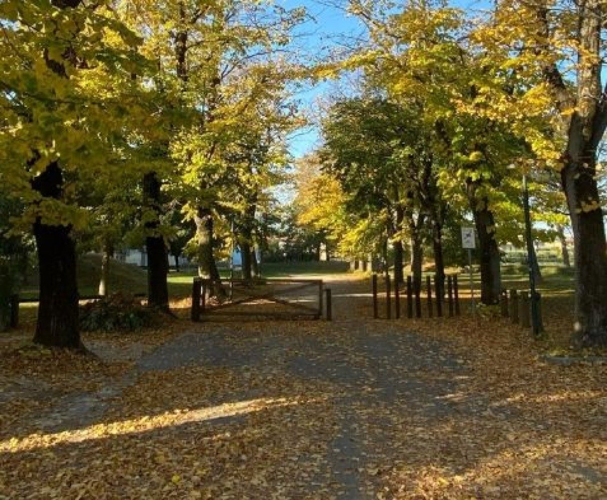 Piano del rischio arboreo: partono gli interventi sul verde cittadino a San Giovanni in Marignano -