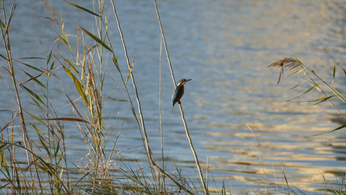 Lo spettacolo dei martin pescatori sul fiume Marecchia: tre giornate per ammirare il fiume in autunno - 