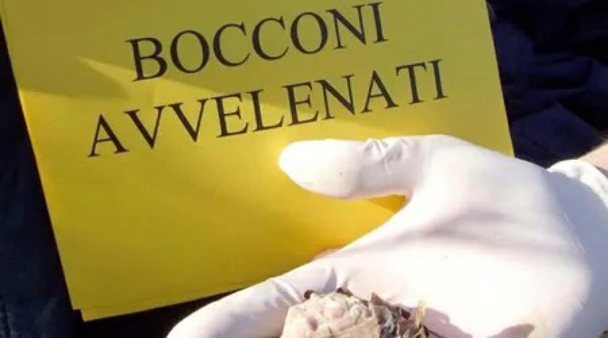 San Marino, rinviato a giudizio per gli avvelenamenti dei cani: tre accuse sul capo dell'uomo - 